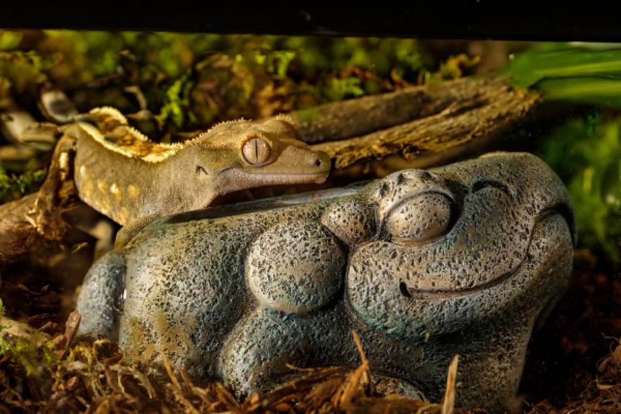 Exo Terra Aztec Frog